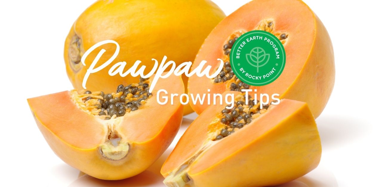 Pawpaw Growing Tips